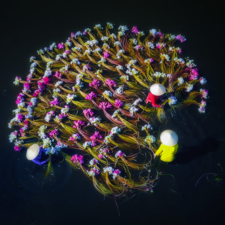 Nguyen Tan Tuan Fotografie Washing water lilies, Nguyen Tan Tuan, 40 × 40 cm