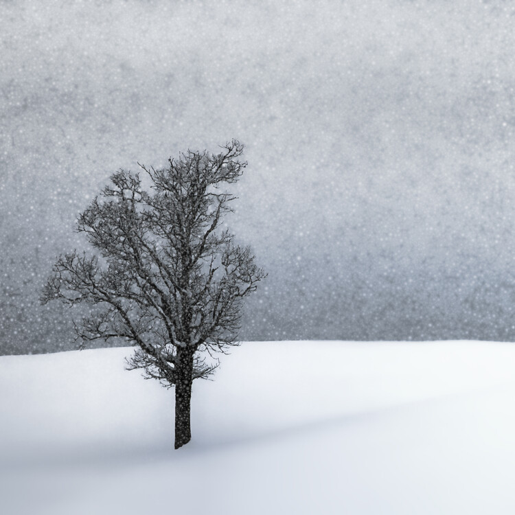 Melanie Viola Fotografie LONELY TREE Idyllic Winterlandscape, Melanie Viola, 40 × 40 cm