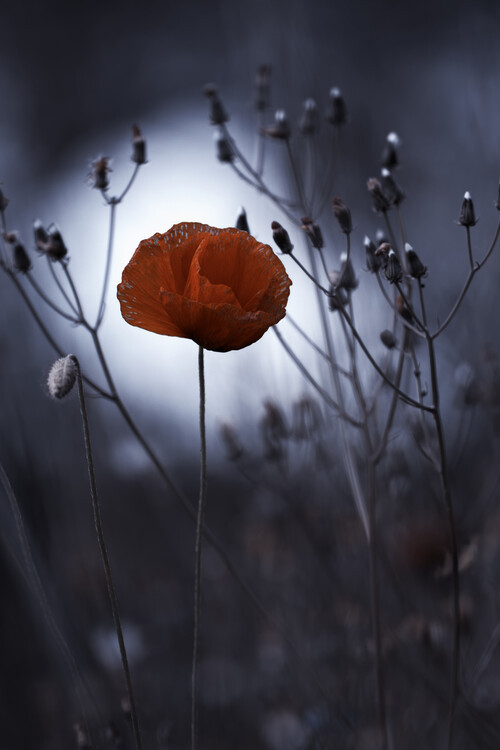 Fabien BRAVIN Fotografie Flower not by kenzo. By me, Fabien BRAVIN, 26.7 × 40 cm