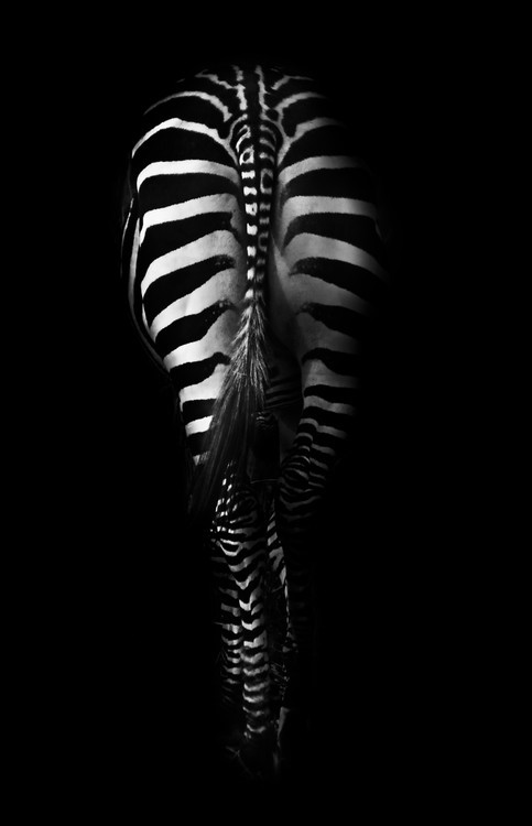 Antonio Grambone Fotografie Zebra Buttocks, Antonio Grambone, 26.7 × 40 cm