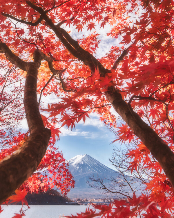 Makiko Samejima Fotografie Mt.fuji is in the autumn leaves, Makiko Samejima, 30 × 40 cm