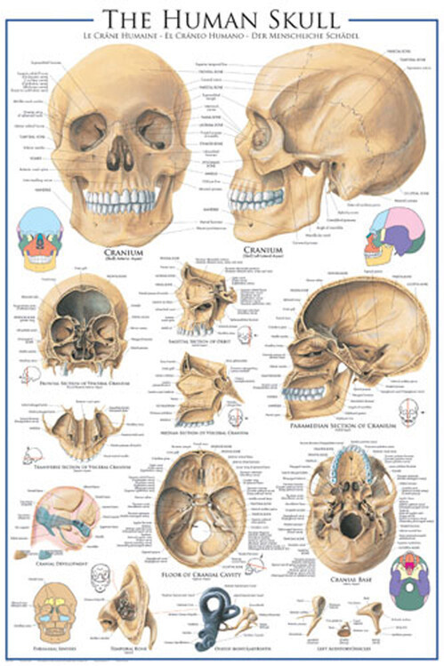 EUROGRAPHICS Plakát, Obraz - The Skull, 61 × 91.5 cm