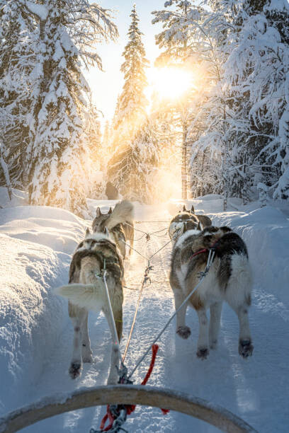 Roberto Moiola / Sysaworld Fotografie Personal perspective of person dogsledding in, Roberto Moiola / Sysaworld, 26.7 × 40 cm