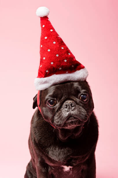 ClarkandCompany Fotografie Grumpy Pug Wearing a Christmas Hat, ClarkandCompany, 26.7 × 40 cm