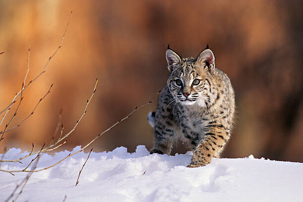 Kevin Schafer Fotografie Bobcat, Felis rufus, walking in snow,, Kevin Schafer, 40 × 26.7 cm