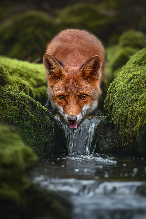 Marcel Egger Fotografie LittleFox, Marcel Egger, 26.7 × 40 cm