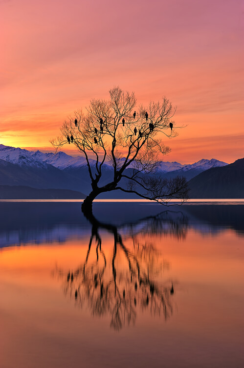 Mei Xu Fotografie Lone Tree is not Lonely, Mei Xu, 26.7 × 40 cm