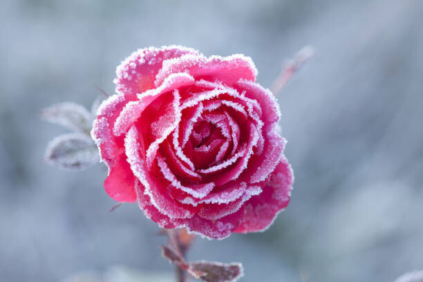 gyro Fotografie Dawin's Frost, gyro, 40 × 26.7 cm