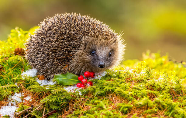 Callingcurlew23 Fotografie Hedgehog in Winter.   Wild,, Callingcurlew23, 40 × 26.7 cm