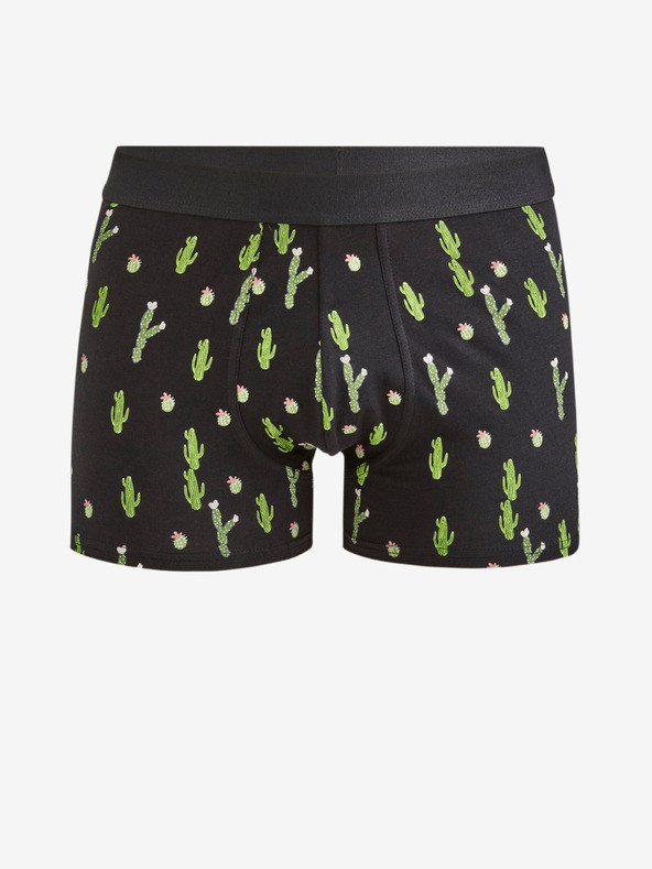 Celio Dibocactus Boxerky Černá