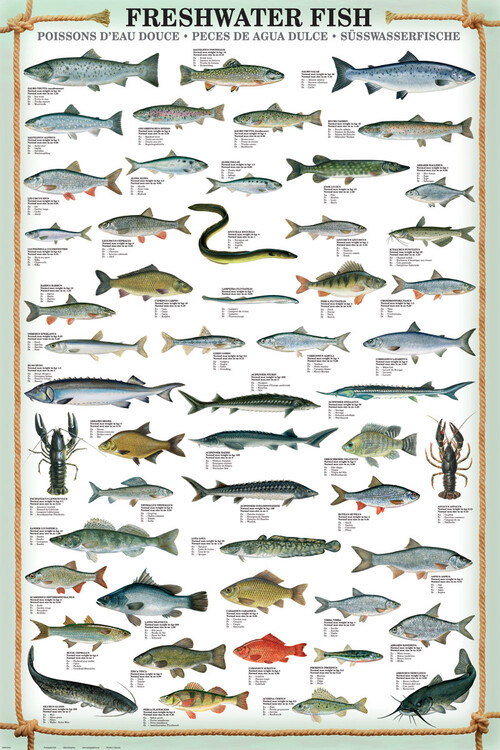 EUROGRAPHICS Plakát, Obraz - Fresh Water Fish, 61 × 91.5 cm