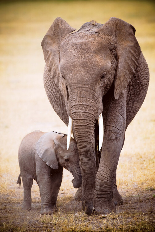 EUROGRAPHICS Plakát, Obraz - Elephant and baby, 91.5 cm