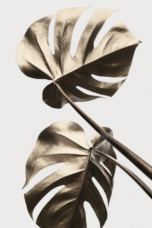 Studio Collection Ilustrace Monstera Gold 08, Studio Collection, 26.7 × 40 cm