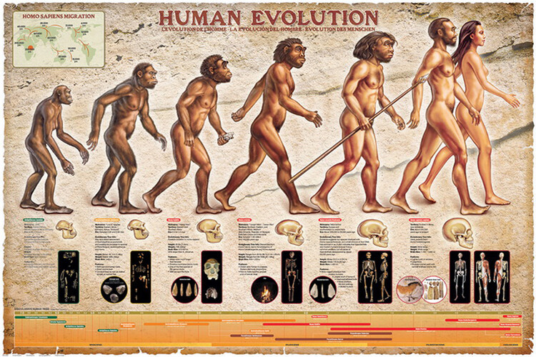 EUROGRAPHICS Plakát, Obraz - Human Evolution, 91.5 × 61 cm