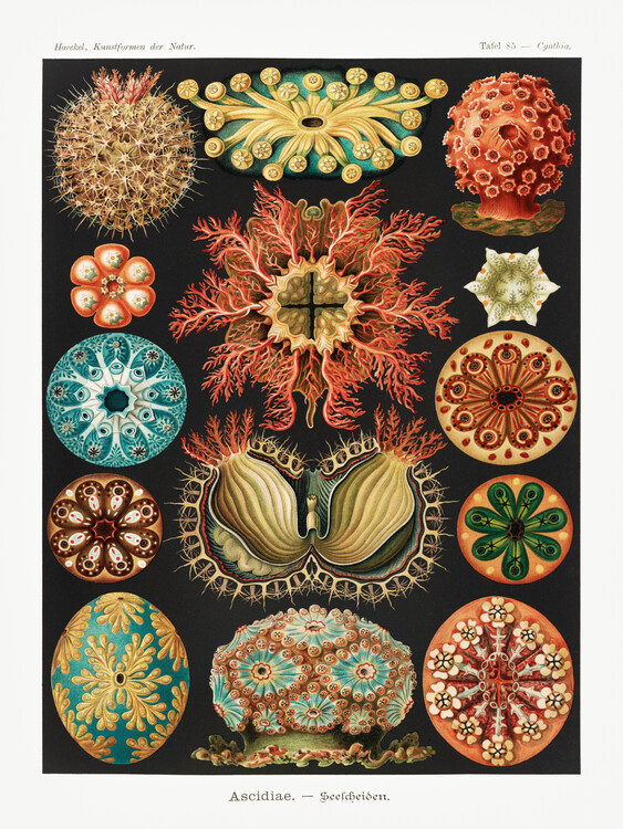 Ernst Haeckel Obrazová reprodukce Ascidiae–Seescheiden, Ernst Haeckel, 30 × 40 cm