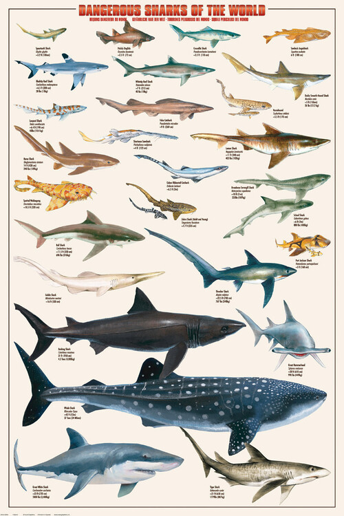 EUROGRAPHICS Plakát, Obraz - Dangerous Sharks, 61 × 91.5 cm