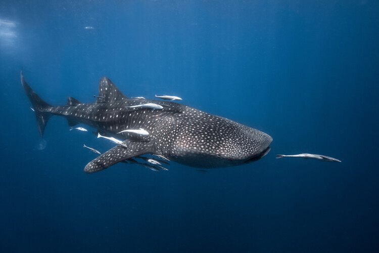 Barathieu Gabriel Fotografie Whale shark, Barathieu Gabriel, 40 × 26.7 cm