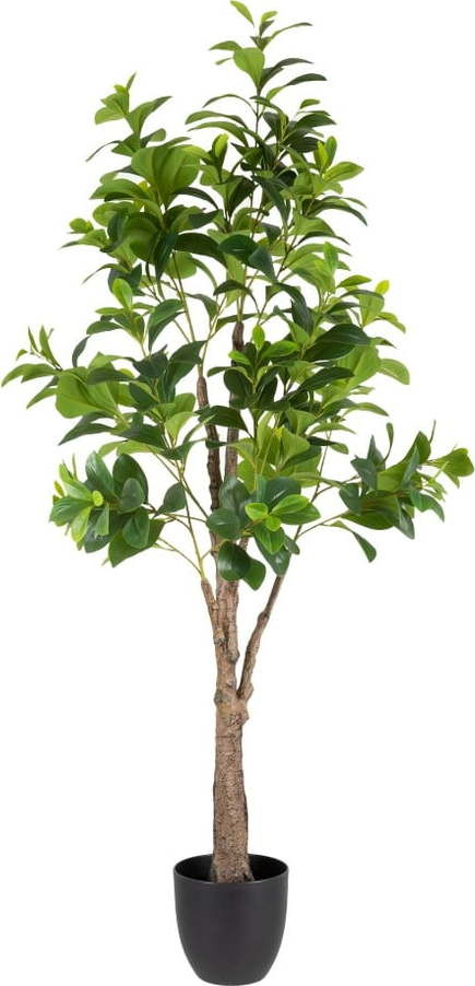 Umělá rostlina (výška 145 cm) Peperomia – Ixia