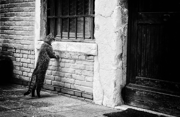 Izabella	Végh Fotografie The cat, Izabella	Végh, 40 × 26.7 cm