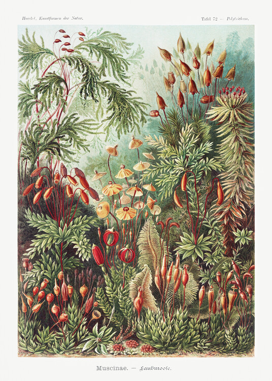 Ernst Haeckel Obrazová reprodukce Muscinae–Laubmoose (1904), Ernst Haeckel, 30 × 40 cm