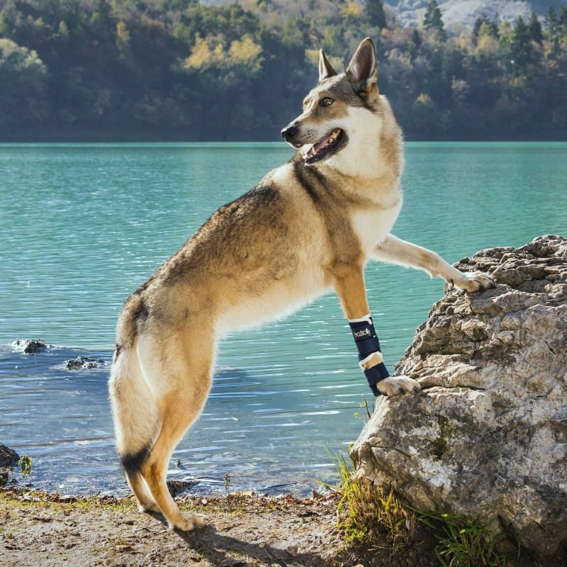 Ortéza na tlapku psa Balto [velikost M]