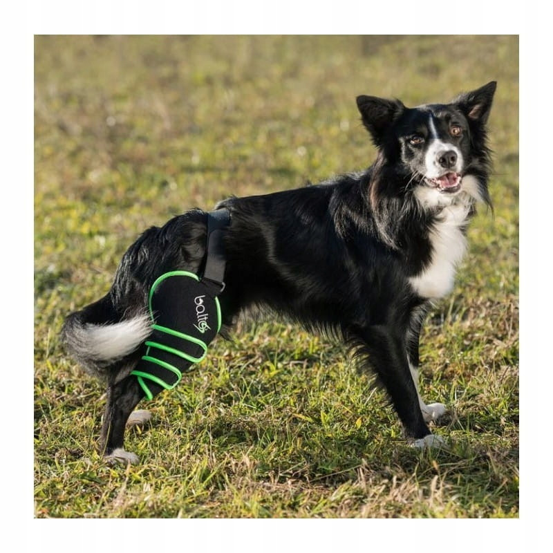 Pravý sportovní chránič pro aktivní psy Balto [velikost M]