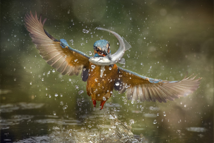 Alberto Ghizzi Panizza Fotografie Kingfisher, Alberto Ghizzi Panizza, 40 × 26.7 cm