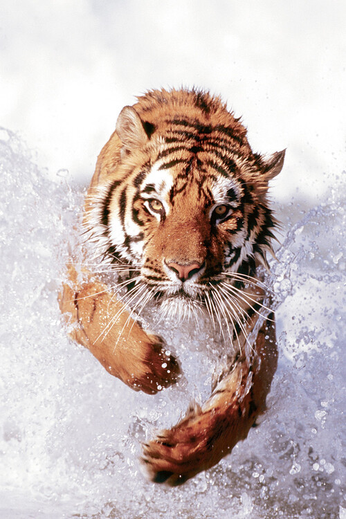 EUROGRAPHICS Plakát, Obraz - Tiger Running Through Water, 61 × 91.5 cm