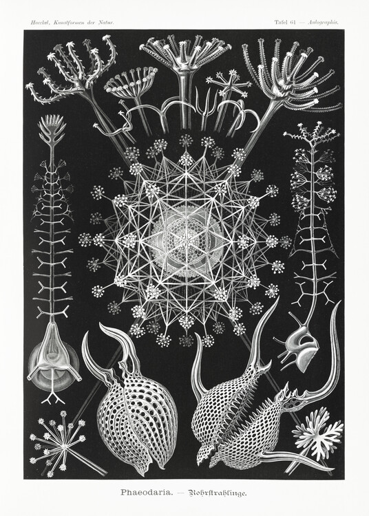 Ernst Haeckel Obrazová reprodukce Phaeodaria–Rohrstrahlinge (1904), Ernst Haeckel, 30 × 40 cm