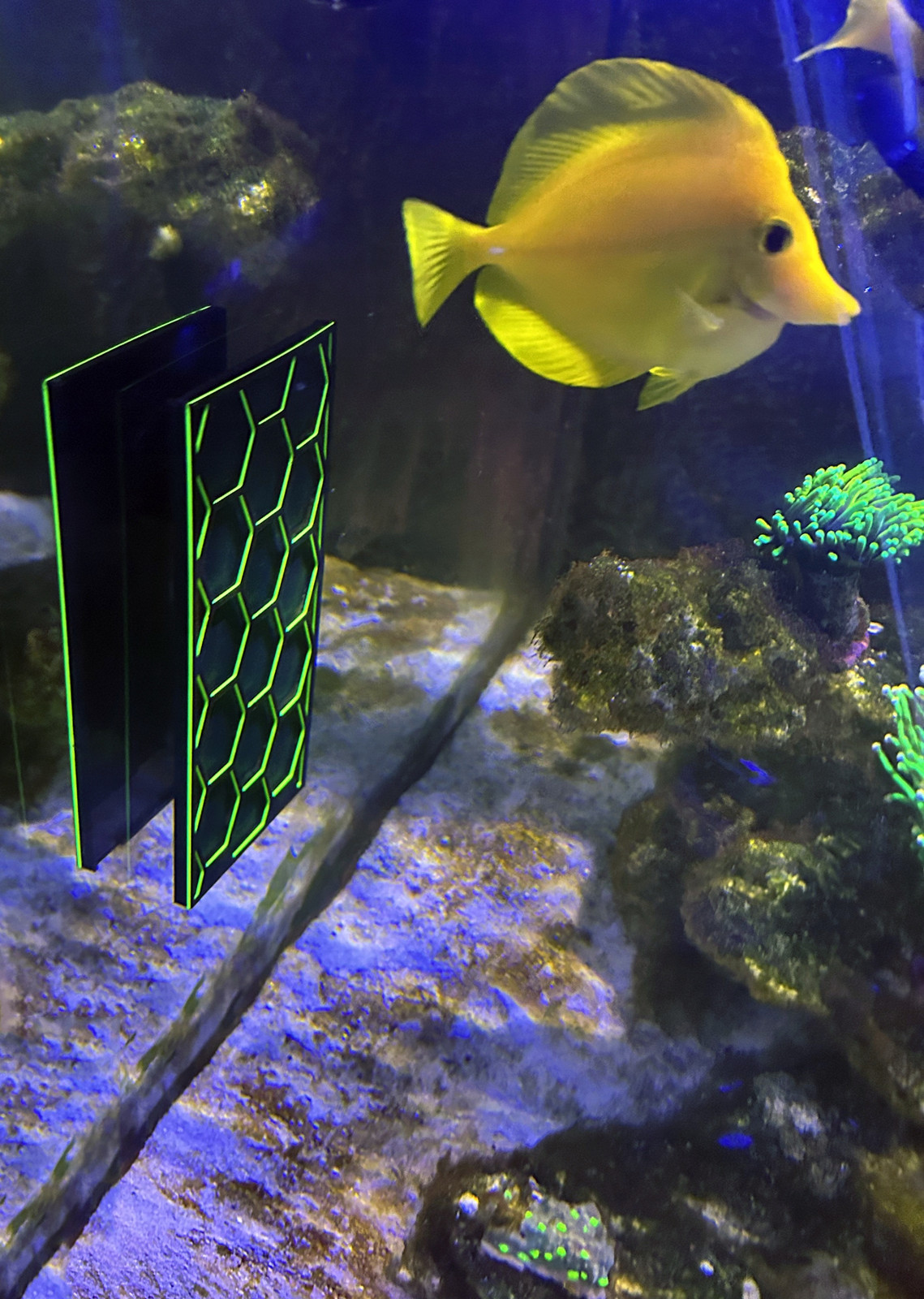 Krmítko pro mořské akvárium na řasy nori feeder magnet
