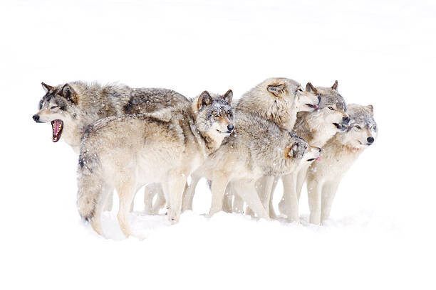 Jim Cumming Fotografie Timber wolf family, Jim Cumming, 40 × 26.7 cm