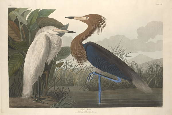 John James (after) Audubon Obrazová reprodukce Purple Heron, 1835, John James (after) Audubon, 40 × 26.7 cm