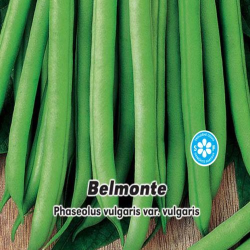 Fazol tyčkový - Zelenoluský - Belmonte 1, - semena 5 g