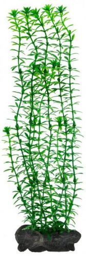 Rostlina Tetra Anacharis L 30cm