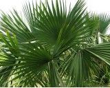 Palma Trpasličí (Sabal minor) - 3 semena palmy