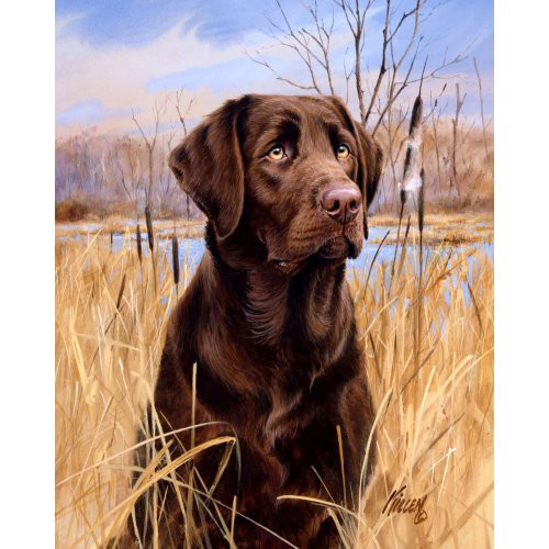 Malování podle čísel - LABRADOR na rámu 40 x 50 cm