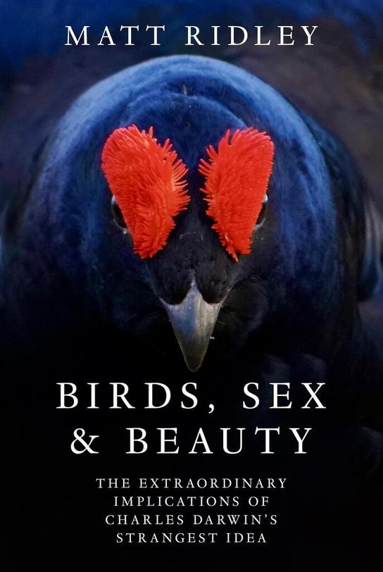 Birds, Sex And Beauty