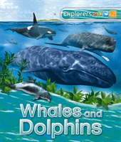 Explorers: Whales and Dolphins -  (Ganeri Anita)(Paperback / softback)