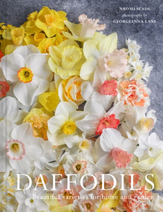 Daffodils - Georgianna Lane, Naomi Slade