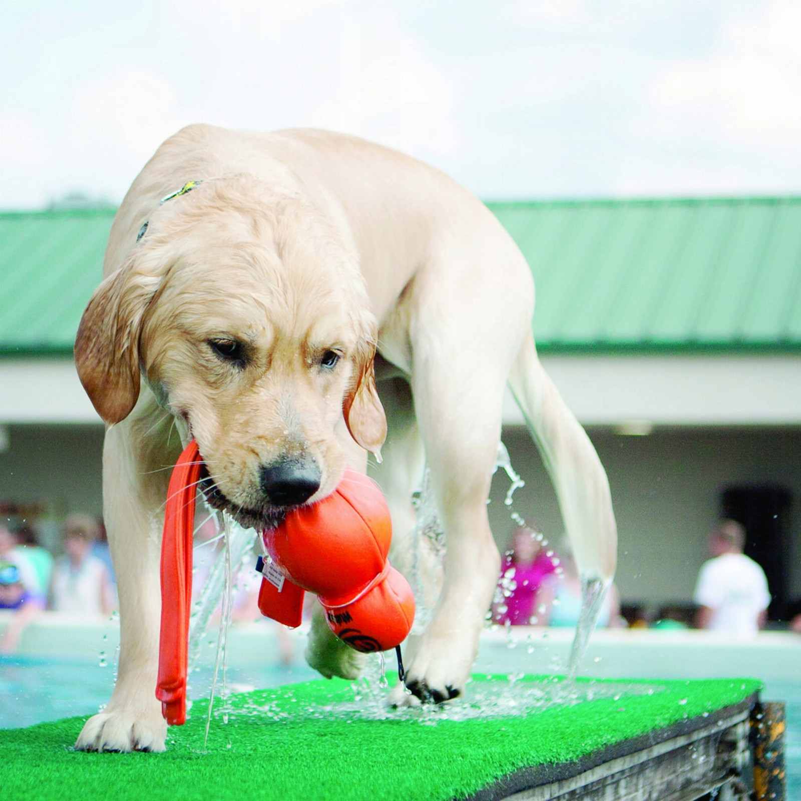 Hračka pro psa Kong Wubba XL žlutá
