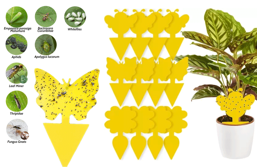 Lapače na hmyz – Repest – 12 kusů