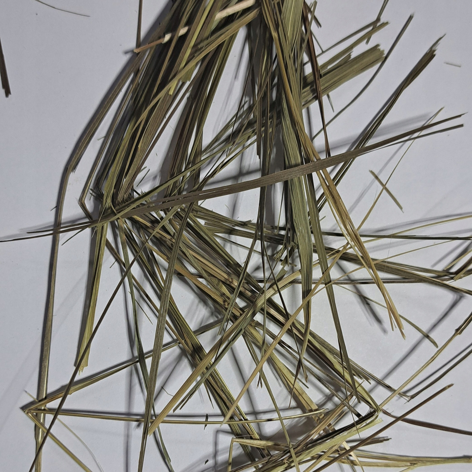 Turovka Ziele Hierochloe Herba 1 Kg Rafex