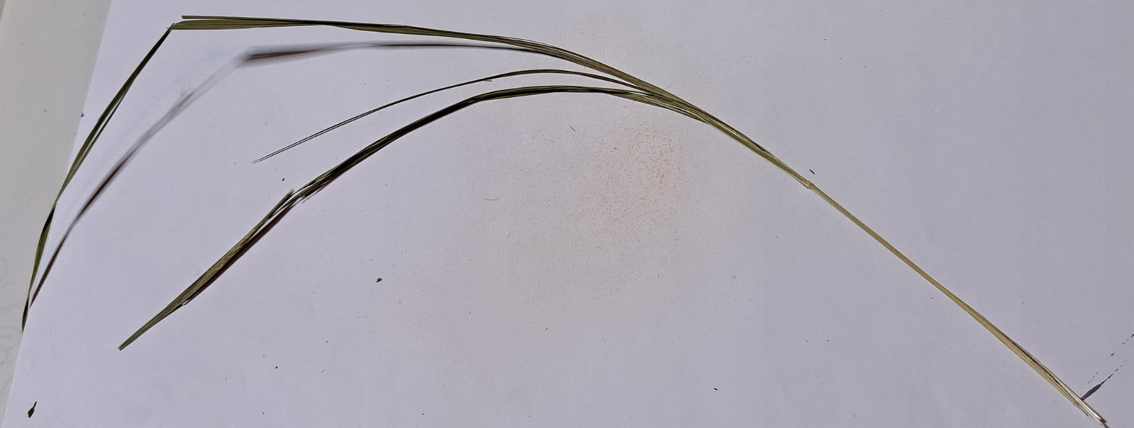 Tráva Zubrovka 1 Kg Rafex