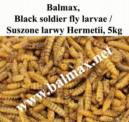 Balmax, Black soldier fly larvae, larvy Hermetie, Hermetia, pro plazy, 5kg