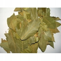 Vavřín ušlechtilý vavřínový strom plod 1 Kg Rafex