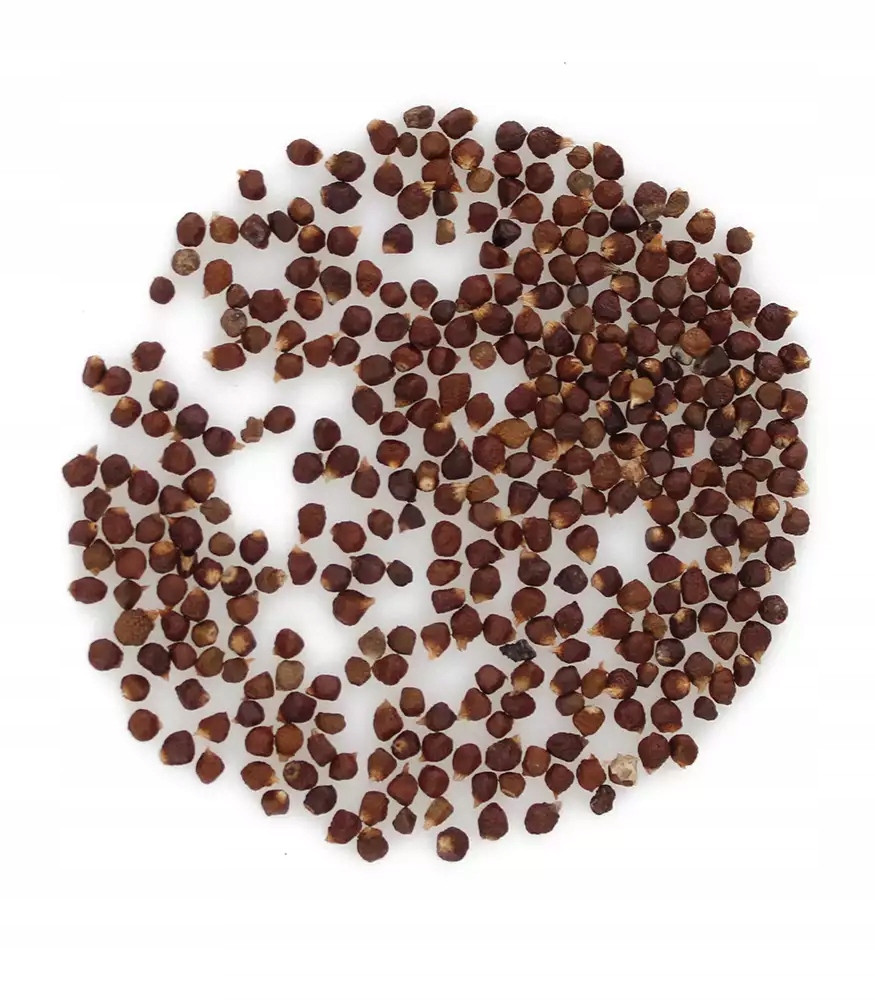 Pepř Melegueta Aframon madagaskarský 5 kg