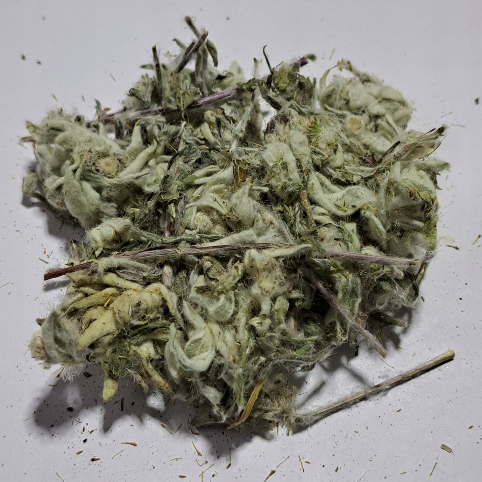 Šedotka alpská Leontopodium alpinum 100 g Rafex