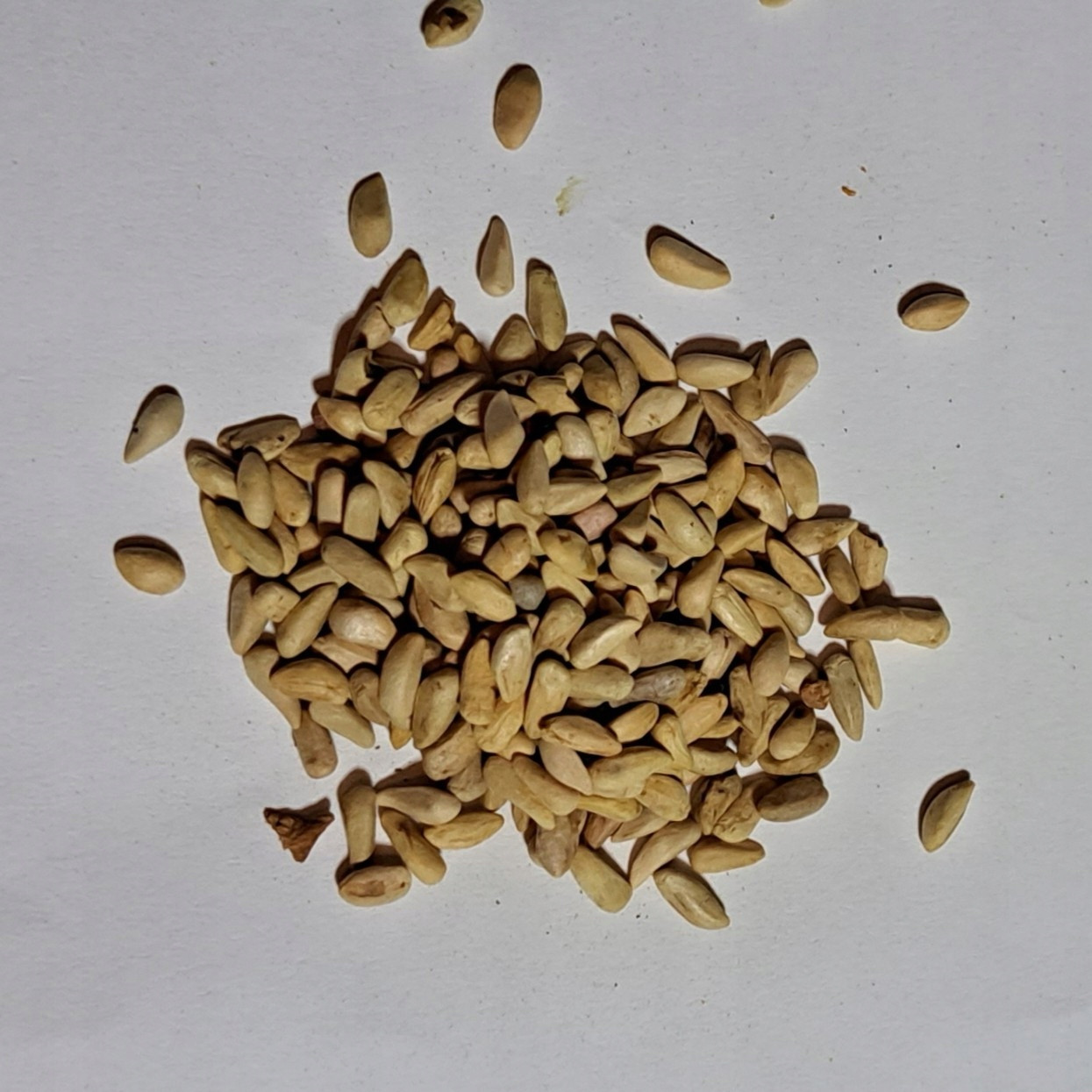 Granátové jablko Semena 1 kg Rafex