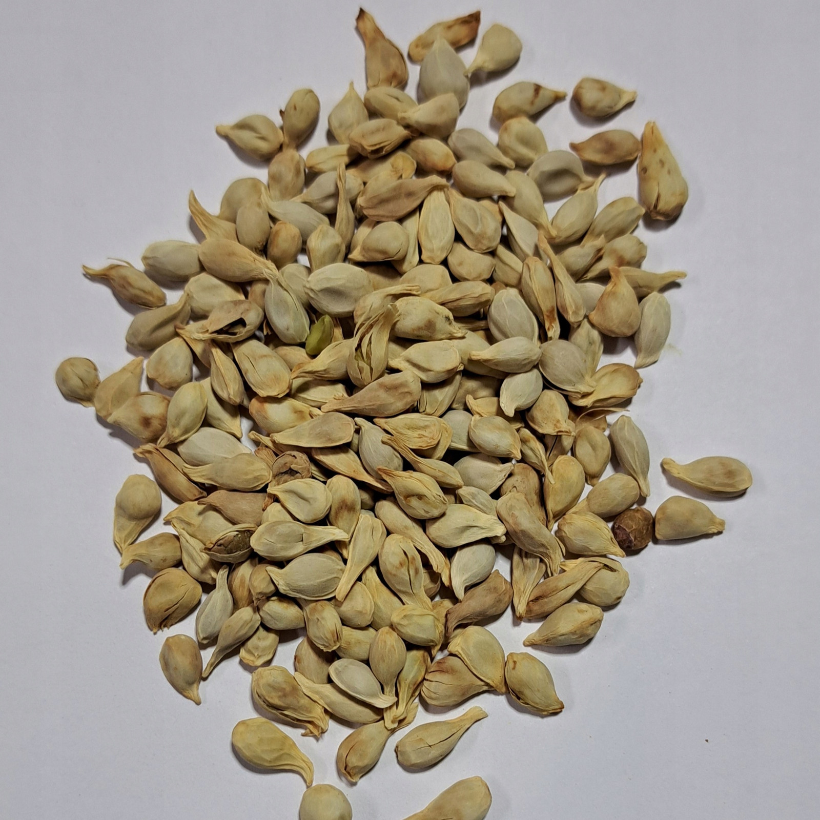 Grapefruitová semena 1 kg Rafex