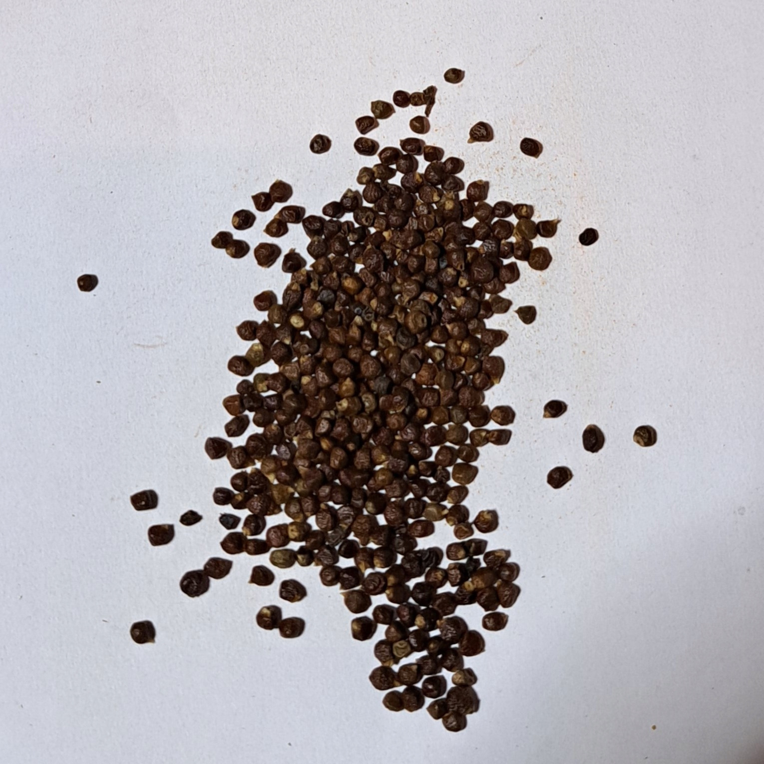 pepř Melegueta Aframon Madagaskarský 1 Kg Rafex